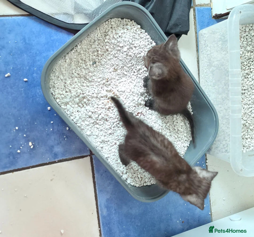 Mixed Breed cats for sale: Mixed breed kittens from British Shorthair mother - Advert 10