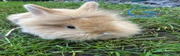Lionhead rabbits for sale: Lionhead Rsbbits for sale  - Advert 9