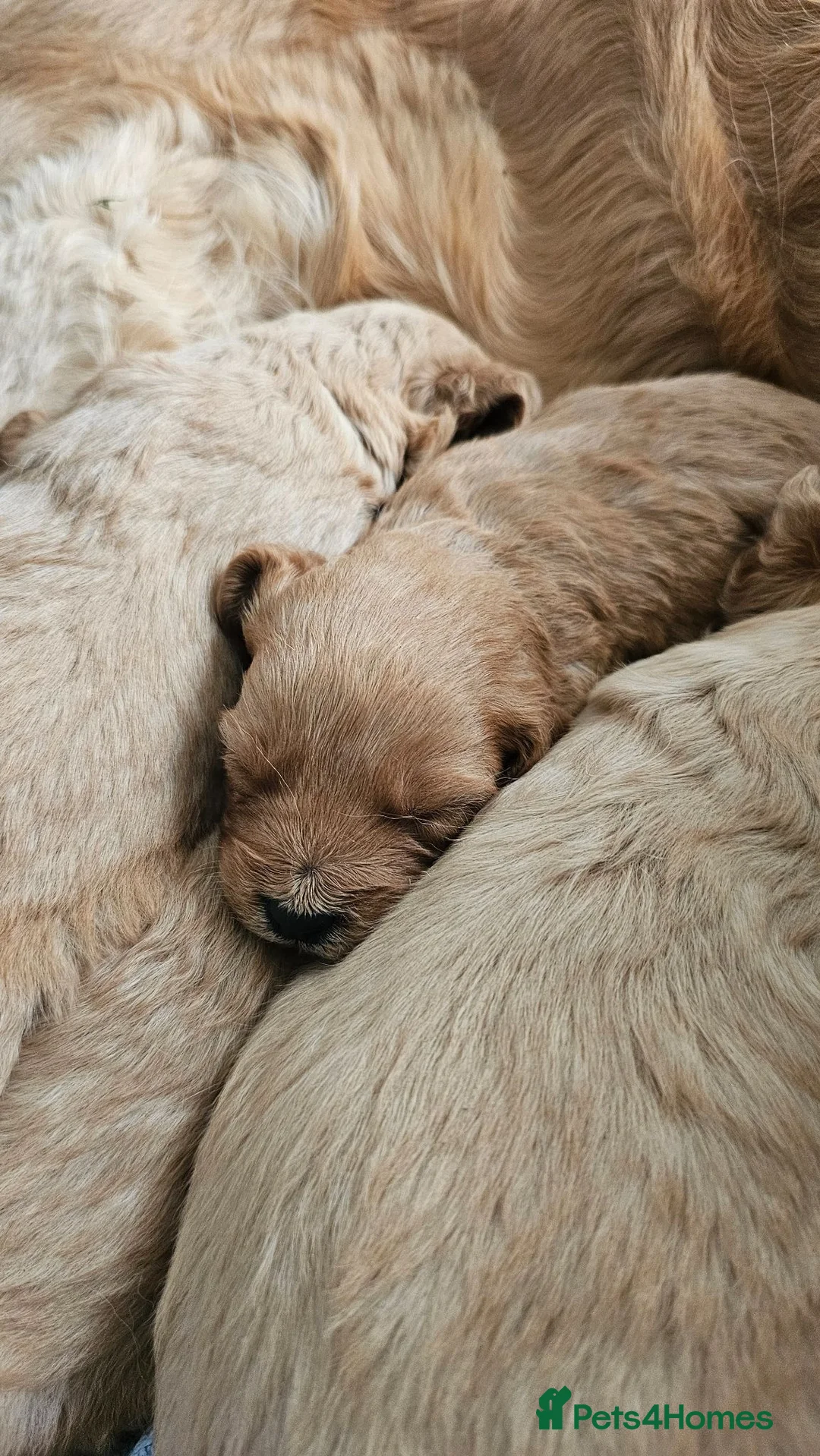 Mini Goldendoodle dogs for sale: Beautiful Mini Golden doodles available - Advert 1