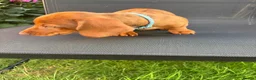 Miniature Dachshund dogs for sale: Stunning KC Miniature Dachshunds - Advert 16