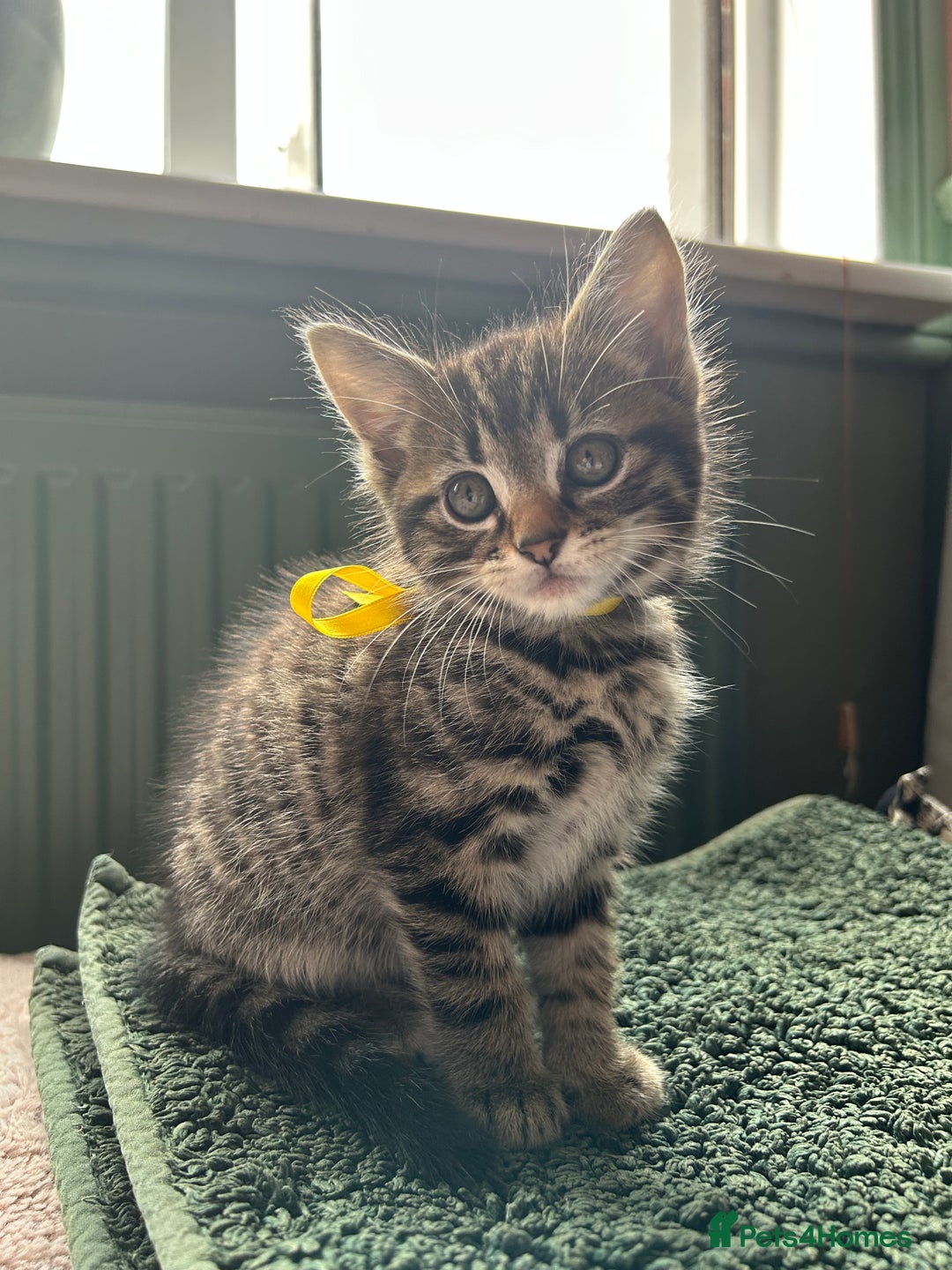 Mixed Breed cats for sale: 3x playful and sweet little kittens - Image 10