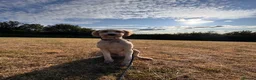 Double Doodle dogs for stud: Stud (sheepadoodle/double doodle) in Barnsley - Advert 7