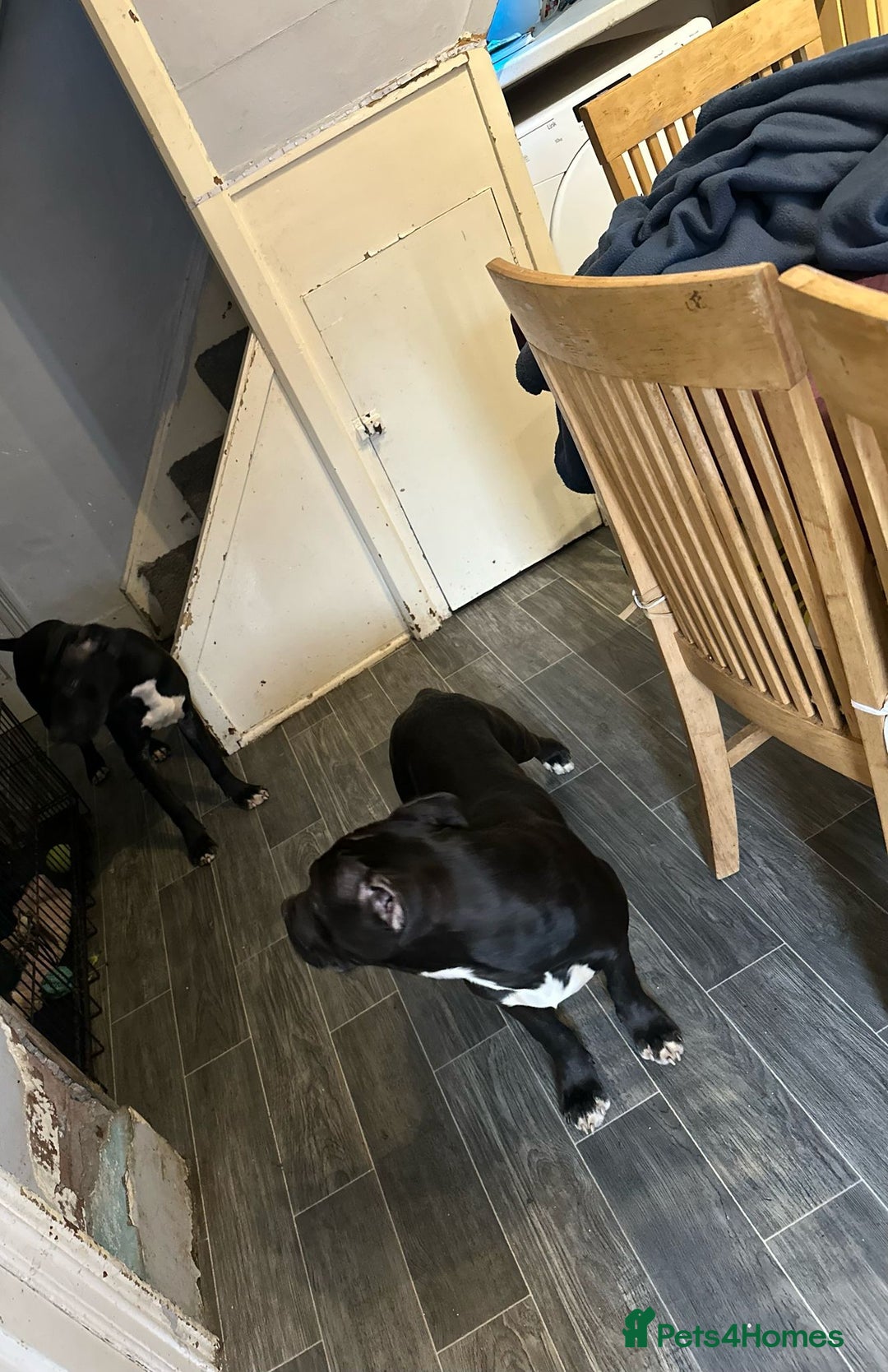 American Bull Staffy dogs for sale: american staffordshire for sale  - Image 13