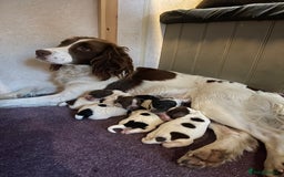 Sprocker dogs for sale: Sprocker Spaniel Puppies - Image 16