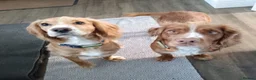 Cocker Spaniel dogs for stud: Bright handsome clever and loyal - Advert 8