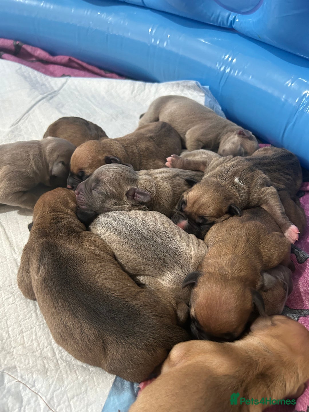 Mixed Breed dogs for sale: French bulldog mix - Image 2