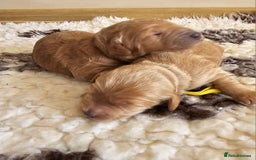 Australian Labradoodle dogs for sale: STUNNING FULLY HEALTH TESTED PUPPIES 🌟🐾 - Image 21
