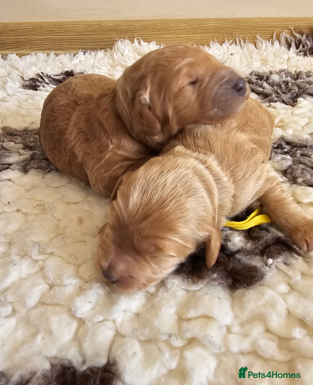 Australian Labradoodle dogs for sale: STUNNING FULLY HEALTH TESTED PUPPIES 🌟🐾 - Image 21