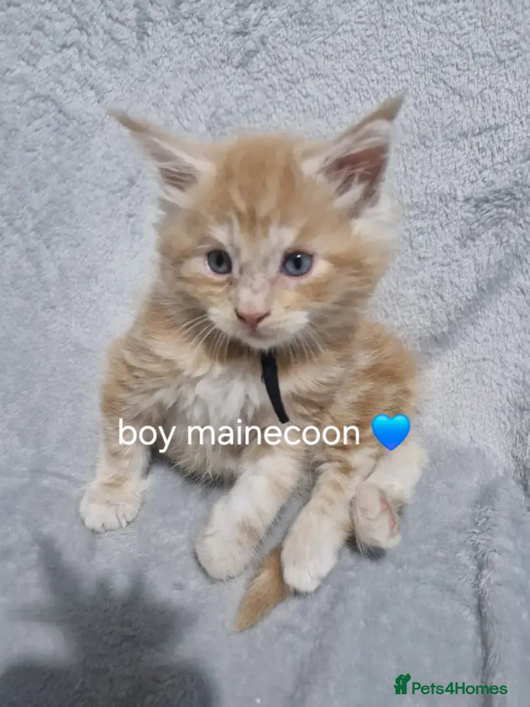 Maine Coon cats for sale: Beautiful Maine Coon Kittens available  - Advert 3