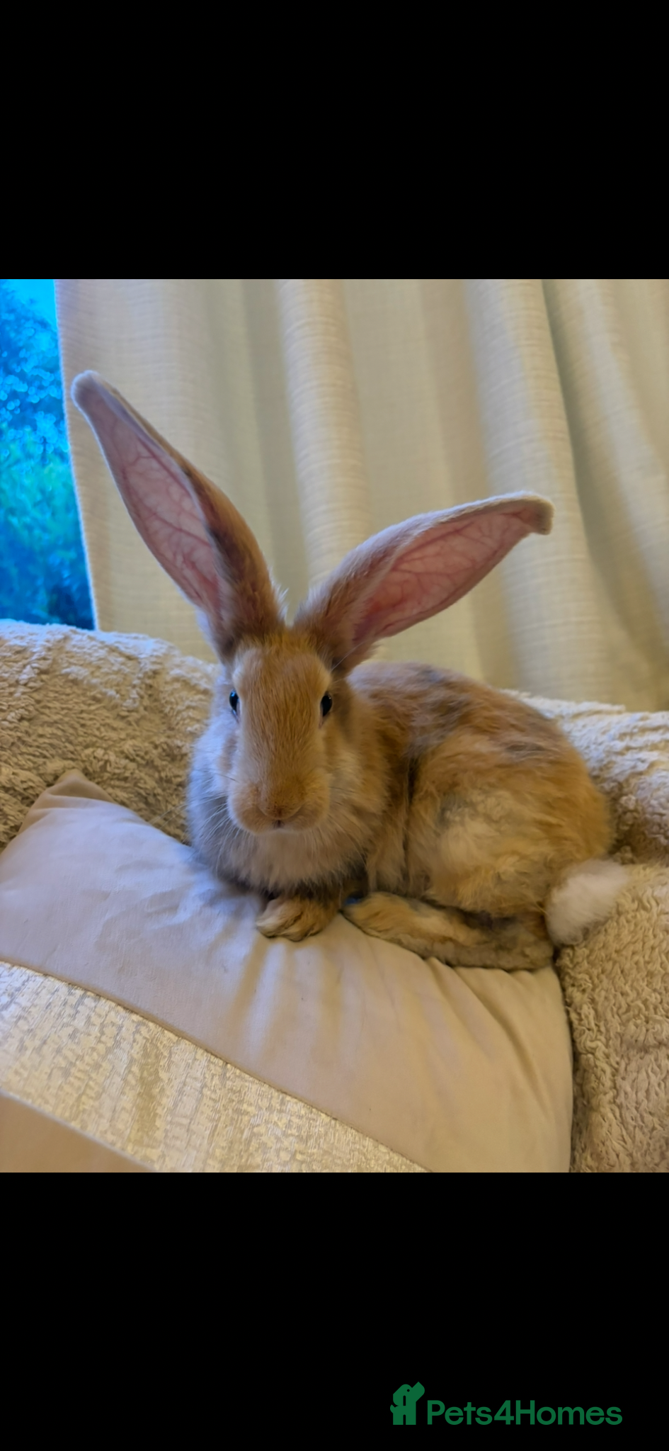 Continental Giant rabbits for sale: One left Lovely continental Giants baby rabbits  - Advert 16