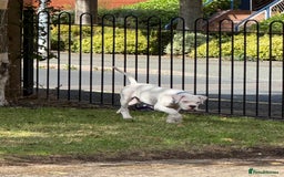 American Bulldog dogs for sale: Male American Bulldog  - Image 7