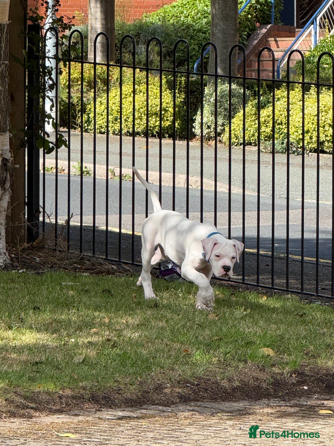 American Bulldog dogs for sale: Male American Bulldog  - Image 7