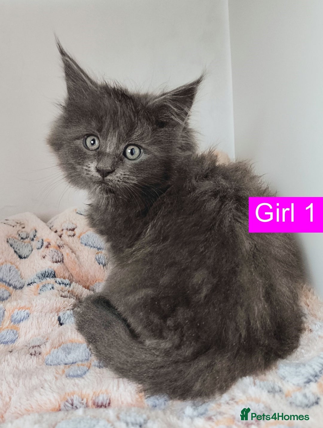 Maine Coon cats for sale: Blue Maine coon kittens + DNA health tested  - Advert 30