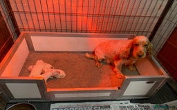 Cocker Spaniel dogs for sale: Cocker Spaniel Puppies For Sale - Advert 4