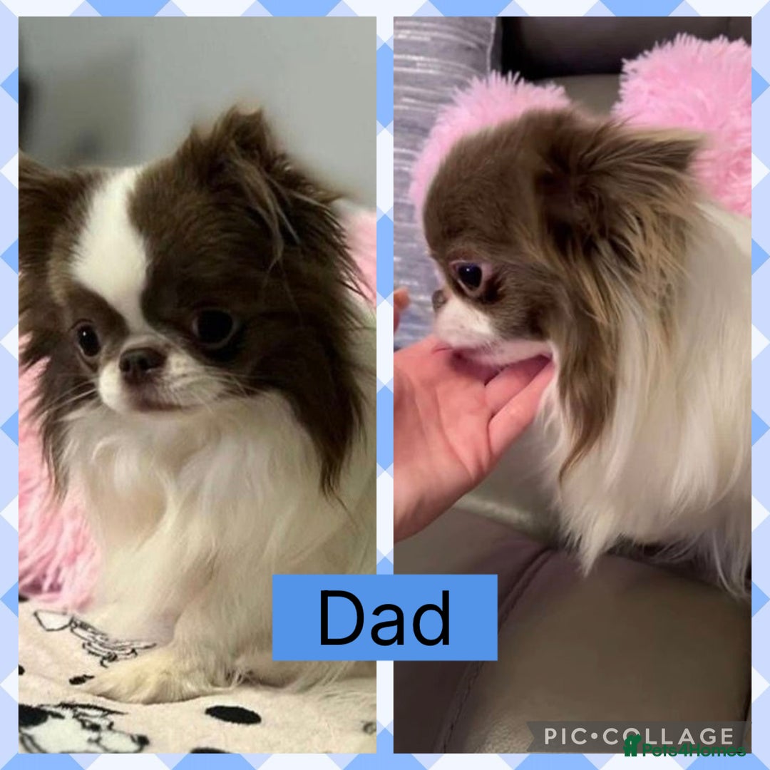 Mixed Breed dogs for sale: 🐶 Beautiful Jack x Chihuahua puppy’s 🐶 - Image 7