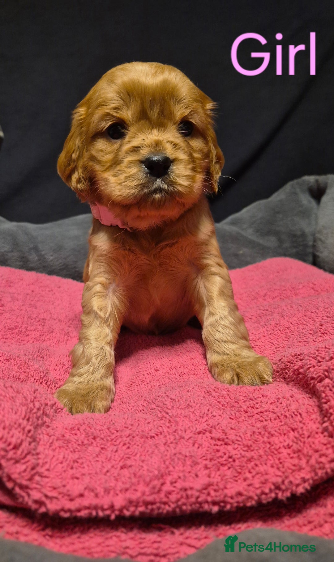 Mixed Breed dogs for sale: Sproker spaniel cross Cavalier King Charles  - Advert 14
