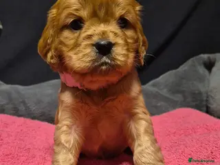 Mixed Breed dogs Sproker spaniel cross Cavalier King Charles - Advert 1