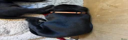 Labrador Retriever dogs for sale: Two Black KC Reg Labrador bitches from litter  in Yelverton - Advert 20