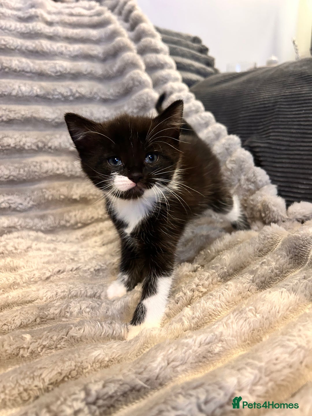 Mixed Breed cats for sale: 3 kittens for sale  - Advert 10