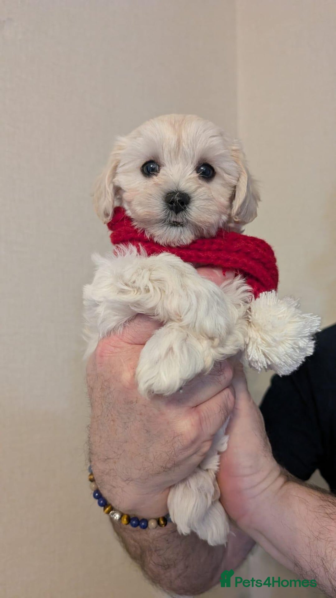 Maltipoo dogs for sale: Stunning Apricot Maltipoos  - Advert 11
