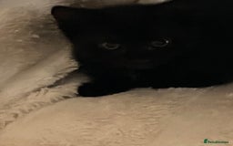 Mixed Breed cats for sale: Playful kittens looking for their forever home  - Image 4