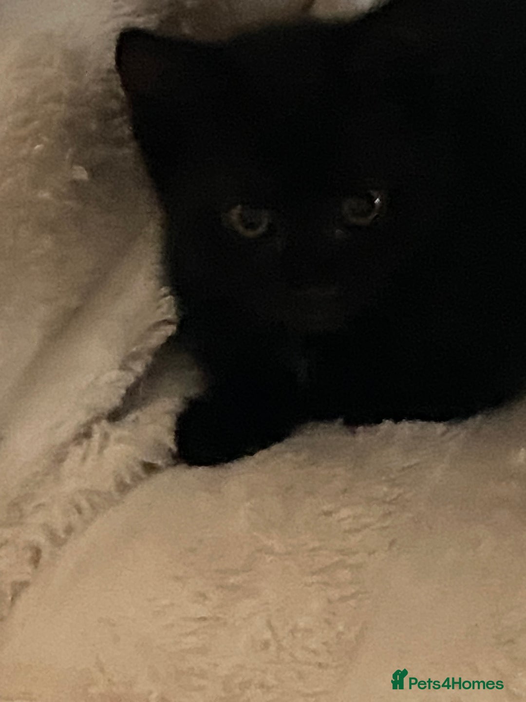 Mixed Breed cats for sale: Playful kittens looking for their forever home  - Image 4