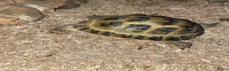 Tortoise reptiles for sale: Horsefield tortoise  in Aldershot - Advert 3