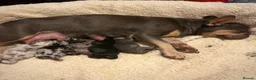 Mixed Breed dogs for sale: Daschund X Frenchie Only 2 left! - Advert 18
