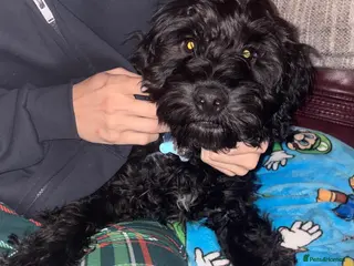 Cockapoo dogs Male cockapoo for sale 🐶 - Advert 16