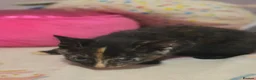Mixed Breed cats for sale: Beautiful kittens  - Advert 18