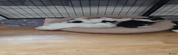 Siberian Husky dogs for sale: Siberian Huskey Pups (1xM and 3xF) in Bathgate - Advert 21