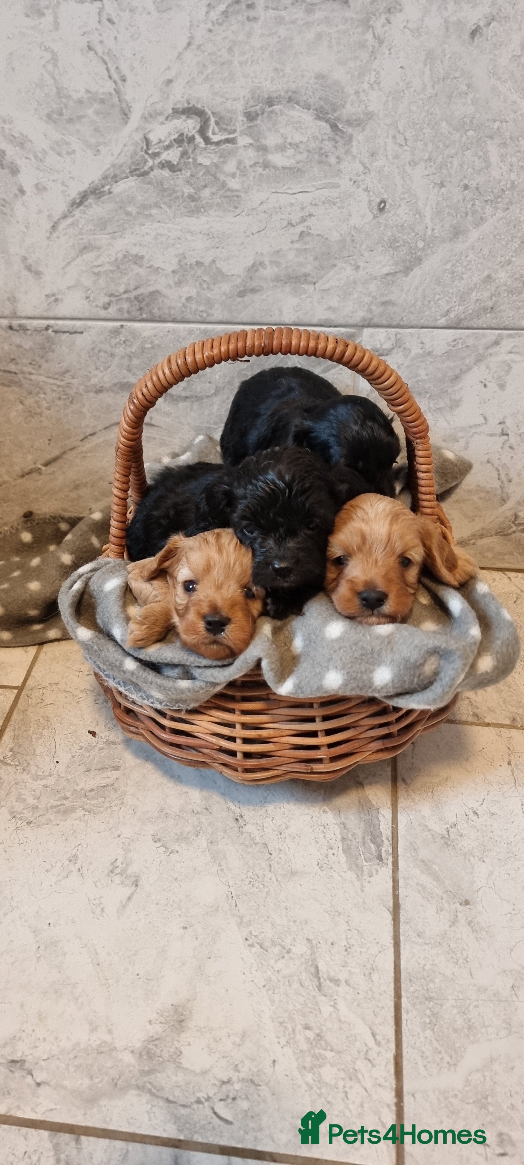 Cavapoo dogs Toy f1 cavapoo babies - Advert 12