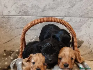 Cavapoo dogs Toy f1 cavapoo babies - Advert 12