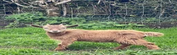 Goats livestock for sale: Pygmy goats for sale in Stoke-on-Trent - Advert 6