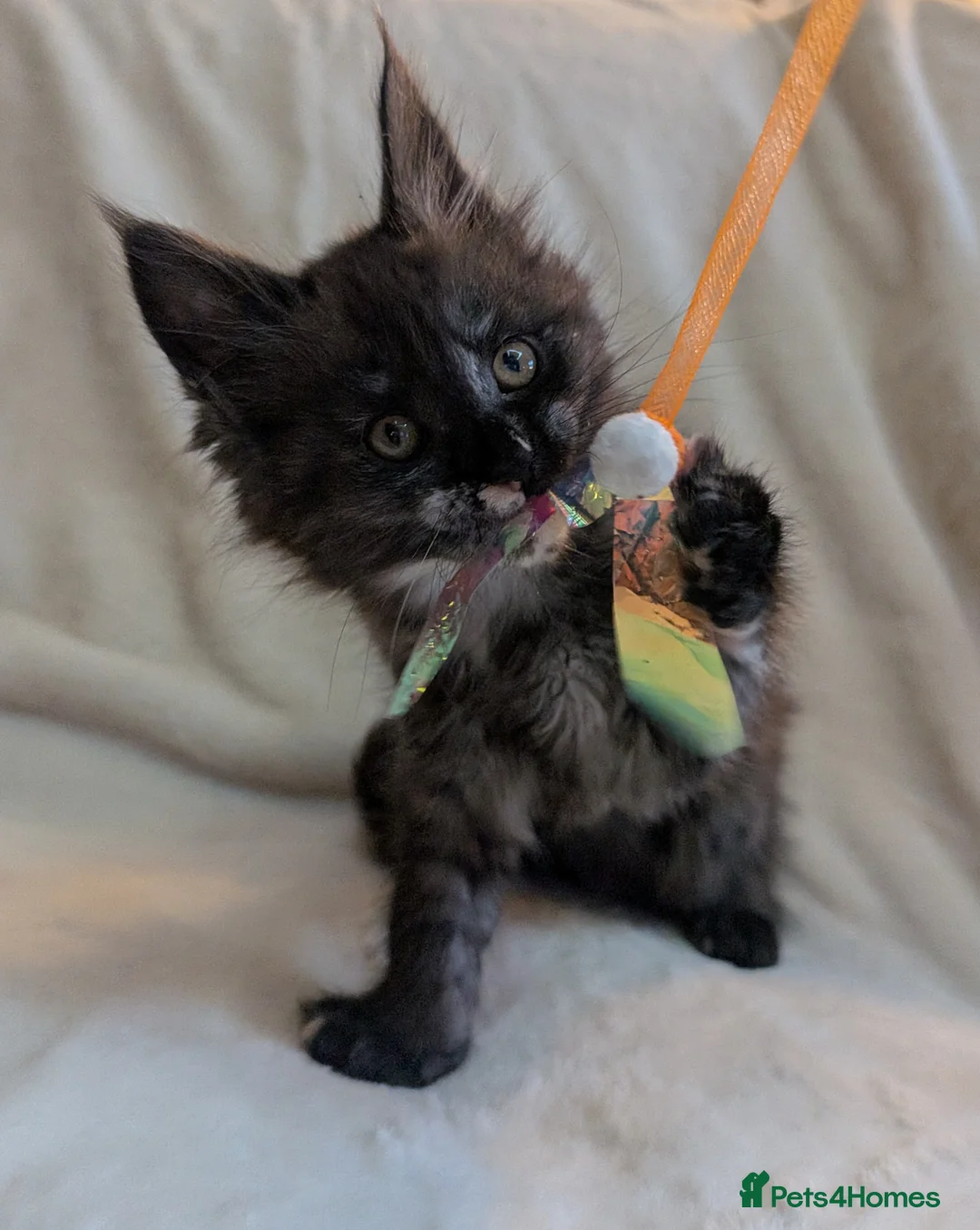 Maine Coon cats for sale: ✨ Stunning Maine Coon Kittens Ready Now ✨ - Advert 8