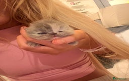 Persian cats for sale: Persian Kittens🩷born: 30th September  - Image 5