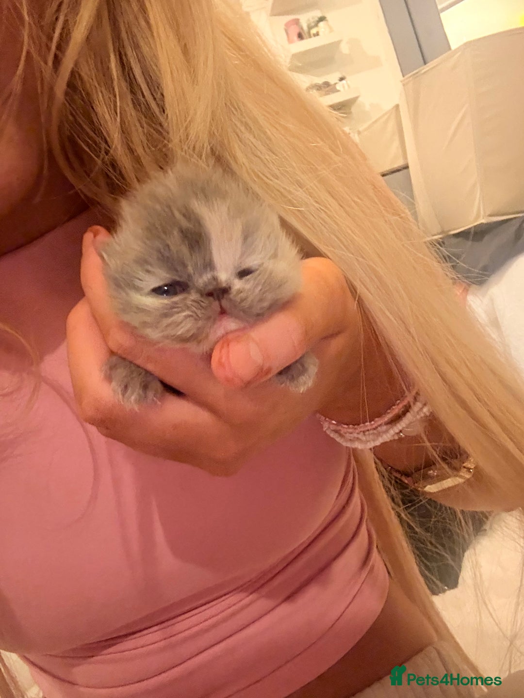 Persian cats for sale: Persian Kittens🩷born: 30th September  - Image 5