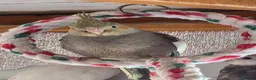 Mixed Breed birds for sale: Kakarikis, Cockatiel and bengalize finches  - Advert 7