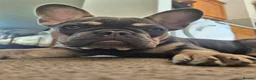 French Bulldog dogs for sale: Buddie - Advert 4