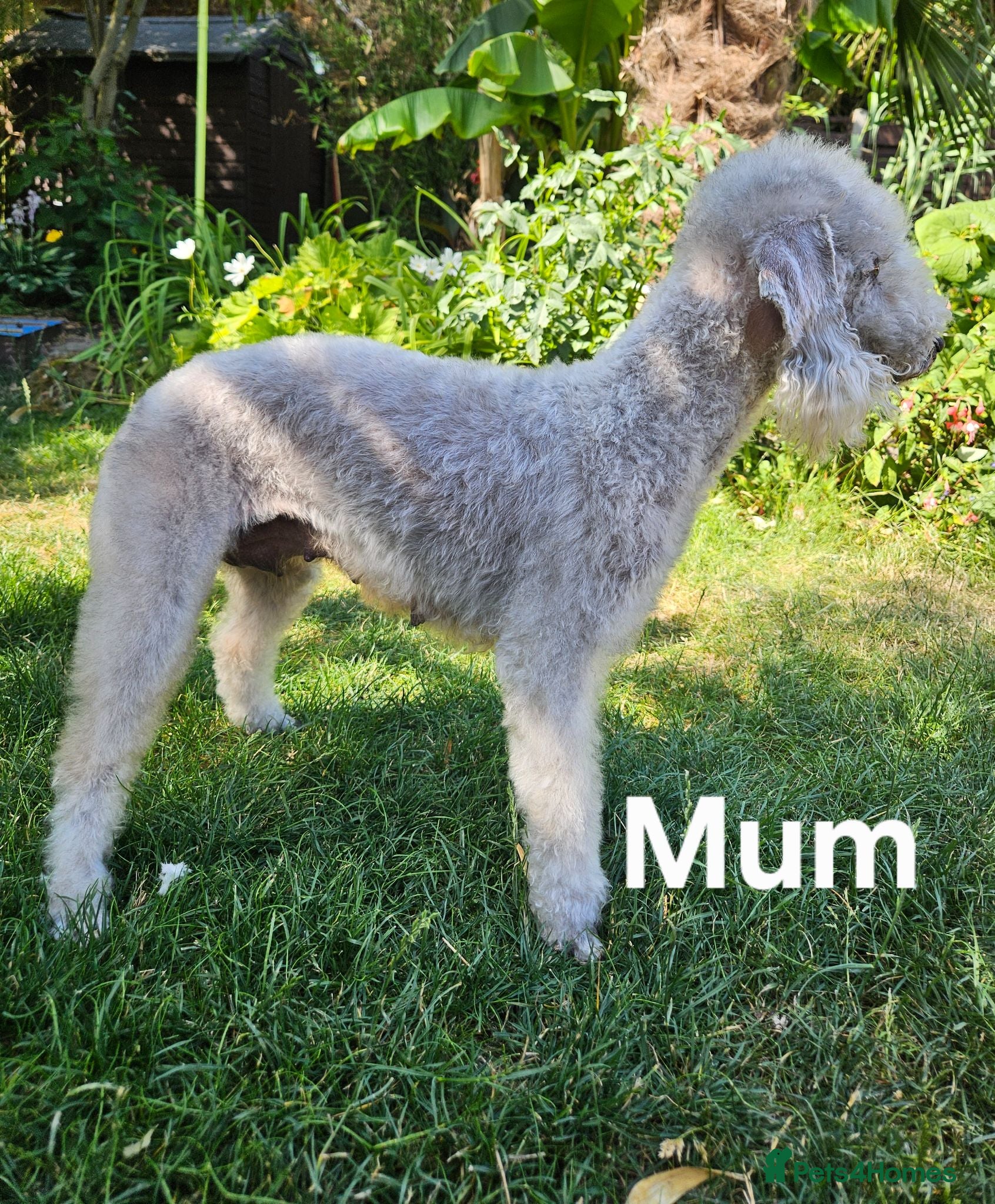 Bedlington Terrier dogs KC Registered Bedlington puppies - Advert 2