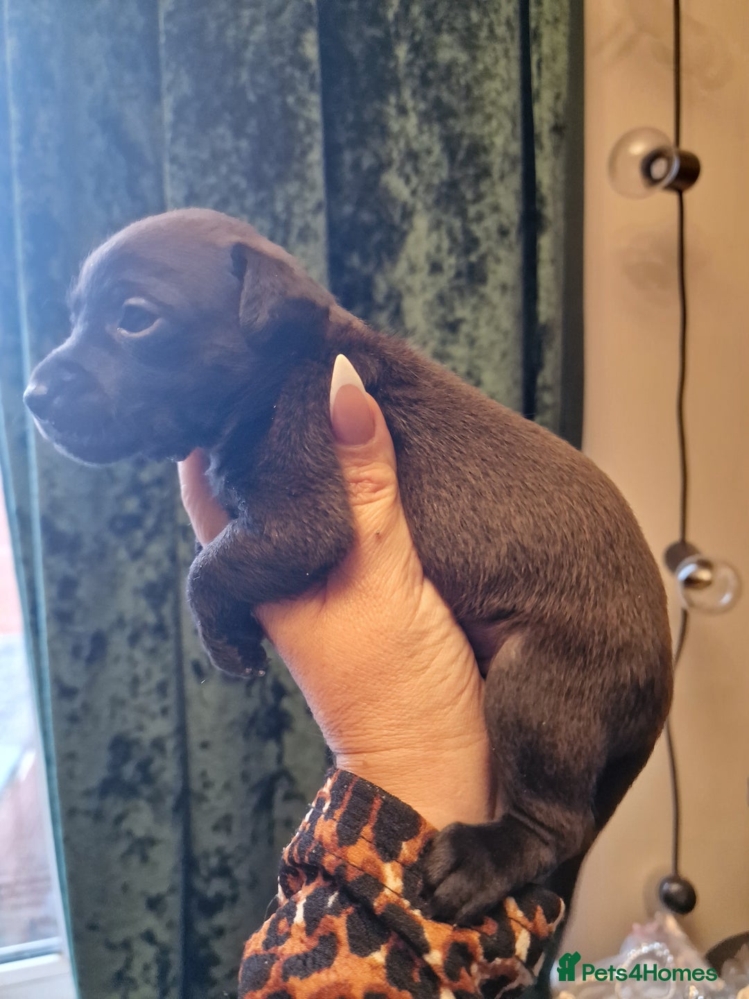 Mexican Hairless dogs for sale: 2 mini girls 2 coated boys - Advert 27