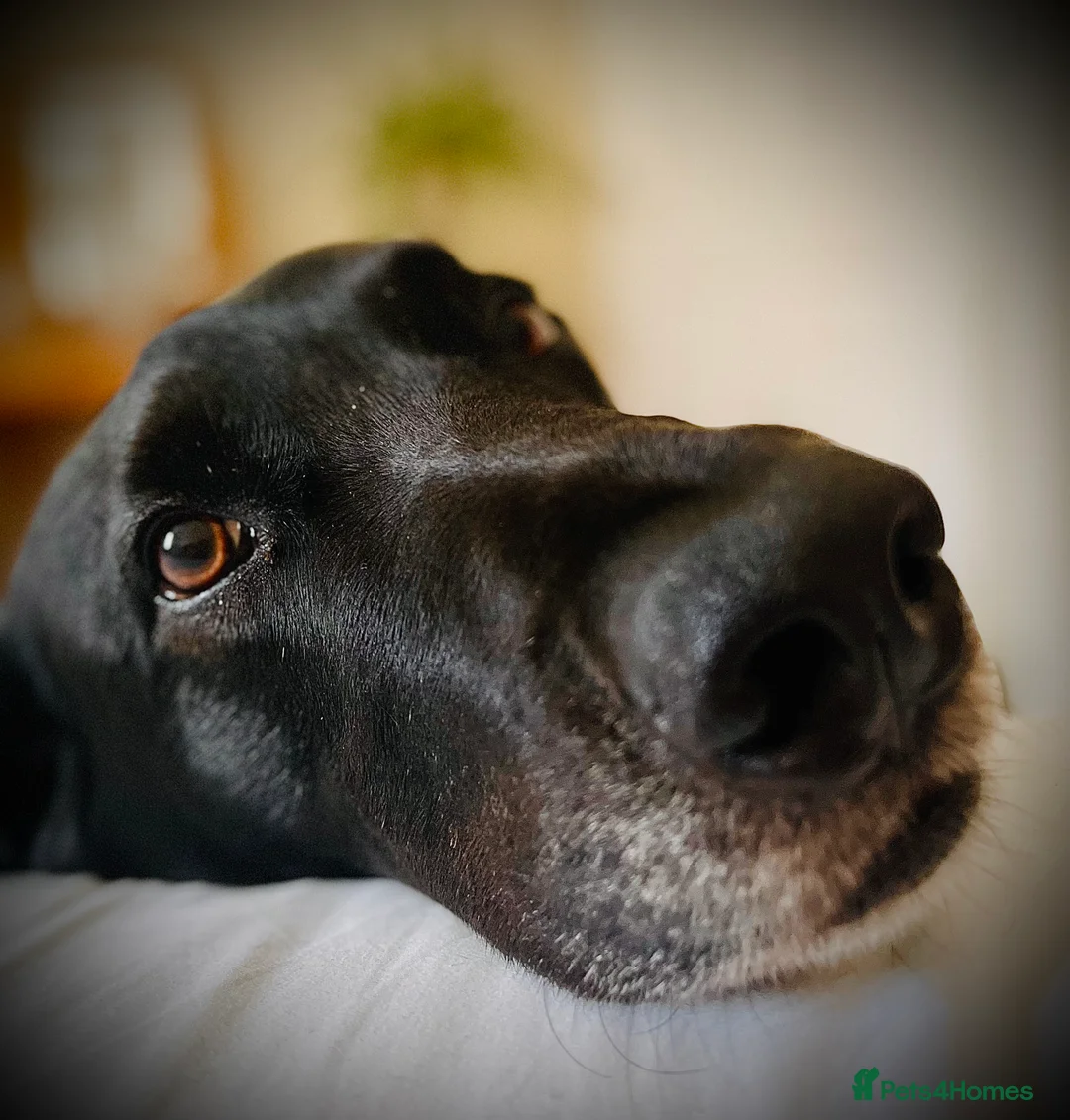 Mixed Breed dogs for sale: Beautiful Louie for Rehoming  in Diss - Advert 5