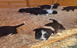 Mixed Breed dogs for sale: Beautiful sprollie puppies  - Image 12