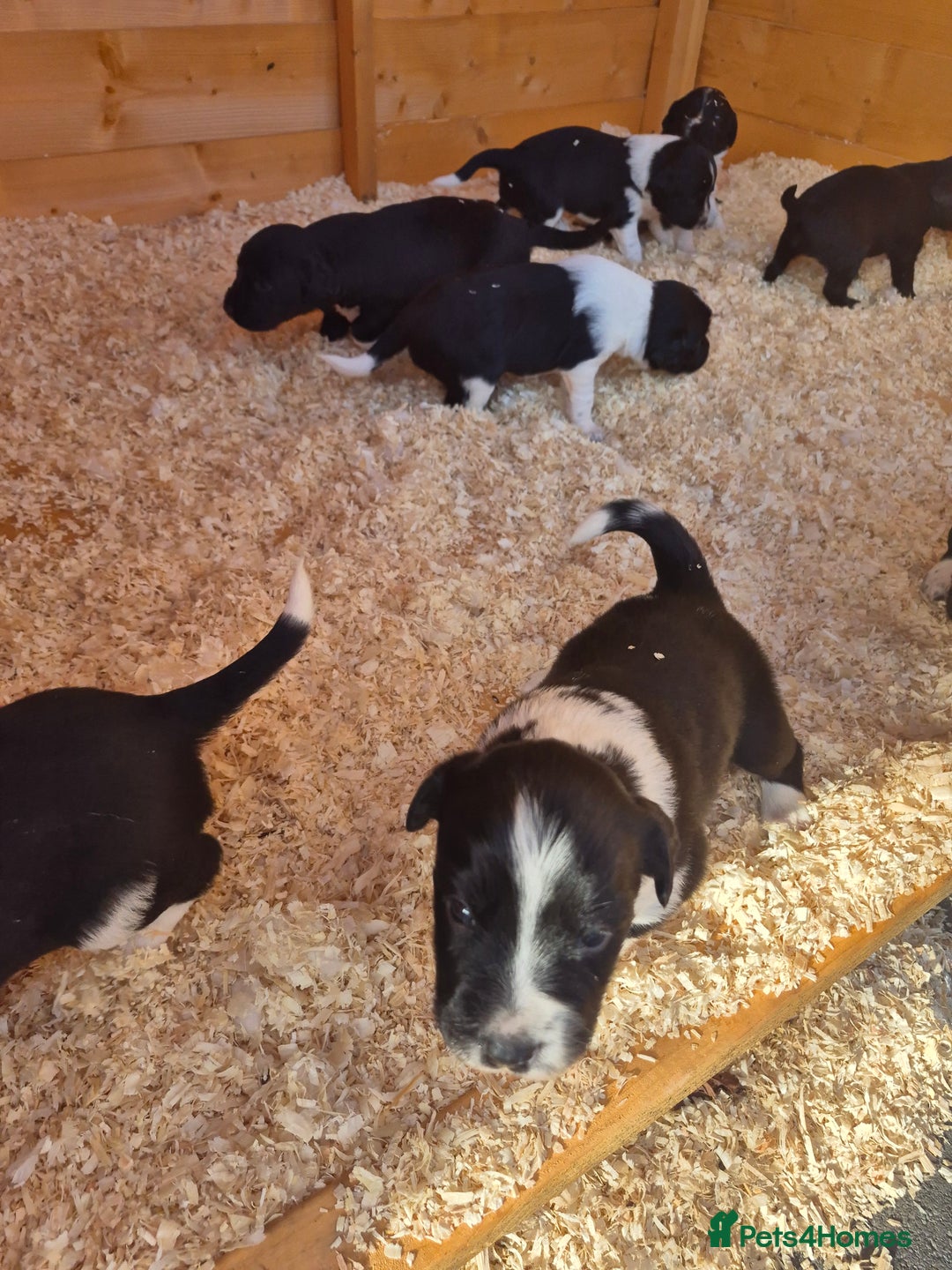 Mixed Breed dogs for sale: Beautiful sprollie puppies  - Image 12