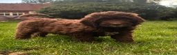 Saint Berdoodle dogs for sale: Premium St Berdoodle Puppies  - Advert 12