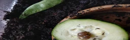 Snails invertebrates for sale: Giant African Land Snails in Bedford - Advert 3