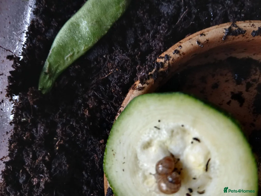 Snails invertebrates for sale: Giant African Land Snails in Bedford - Advert 3