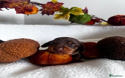 Miniature Dachshund dogs for sale: Miniature Smooth Dachshund Puppies  - Image 15