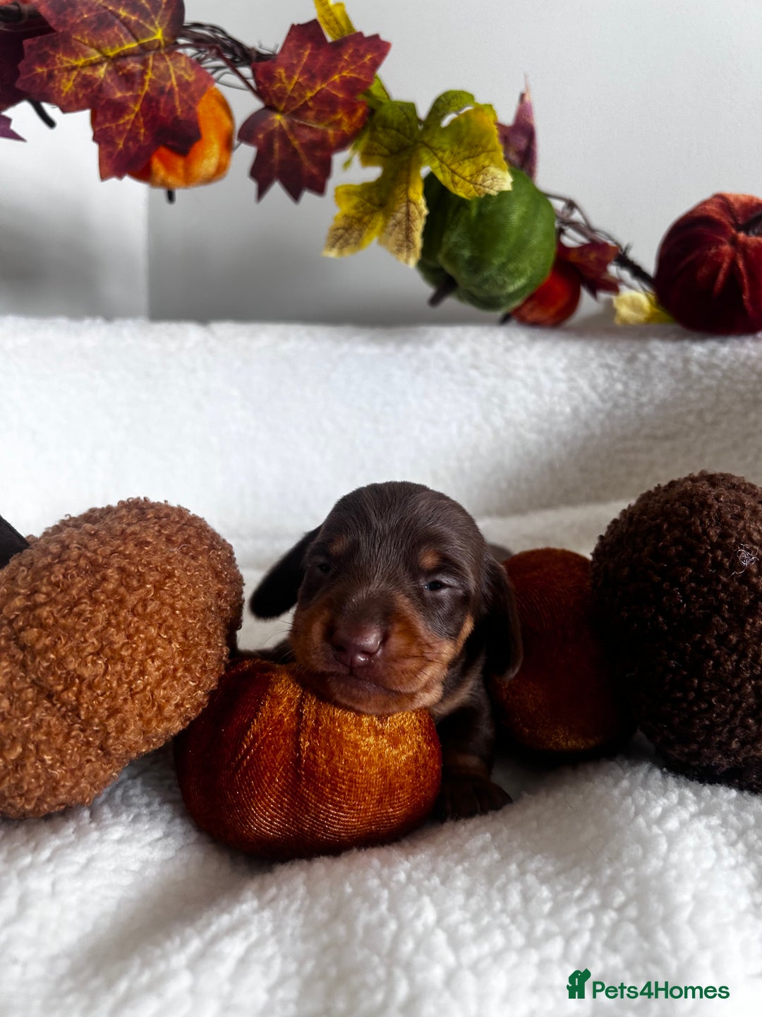 Miniature Dachshund dogs for sale: Miniature Smooth Dachshund Puppies  - Image 15