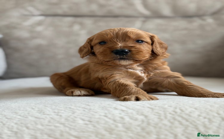 Cockapoo dogs - Advert 2